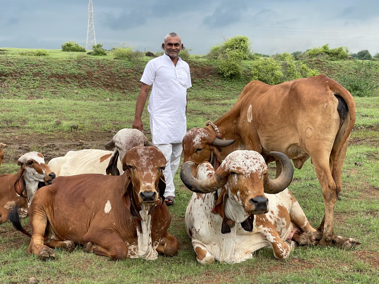 रमेशभाई अपनी गौशाला में गिर गायों को पालते हैं। गिर गाय का दूध, घी काफी महंगा मिलता है।