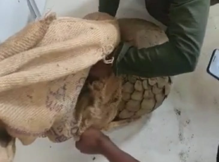 तस्कर पैंगोलिन को बोरी में भरकर रखे थे।