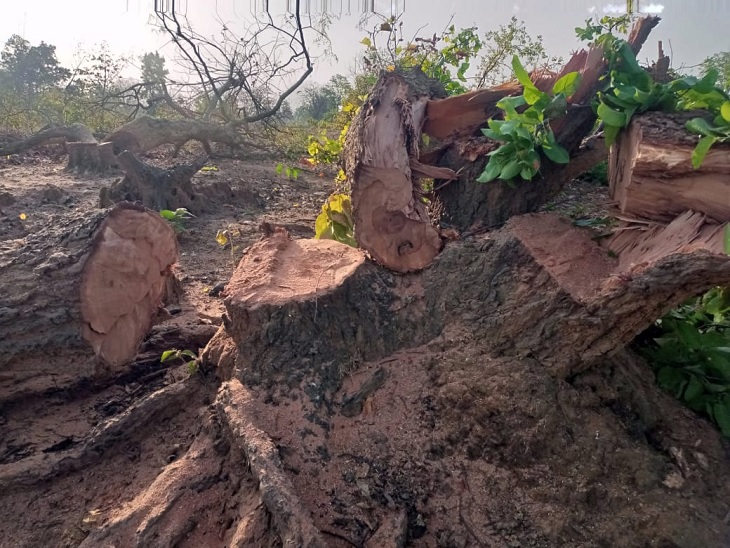 परसा कोल ब्लॉक के नाम पर हरे भरे पेड़ों की हो रही कटाई