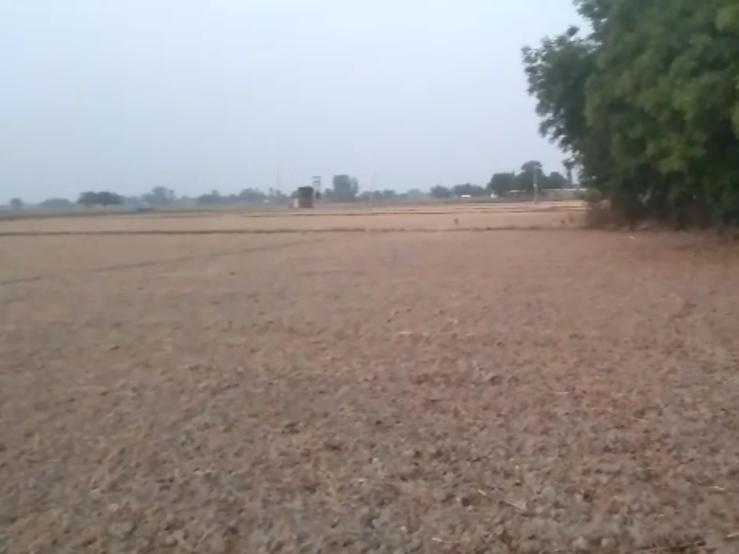 Grow sunai, dhaincha crop in fallow fields, the fertility of soil will