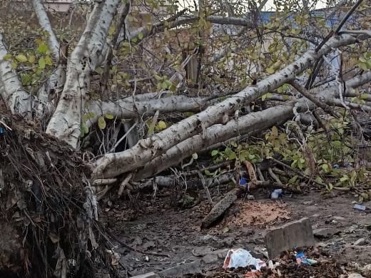 तेज आंधी से उखड़ा बरगद का पेड़