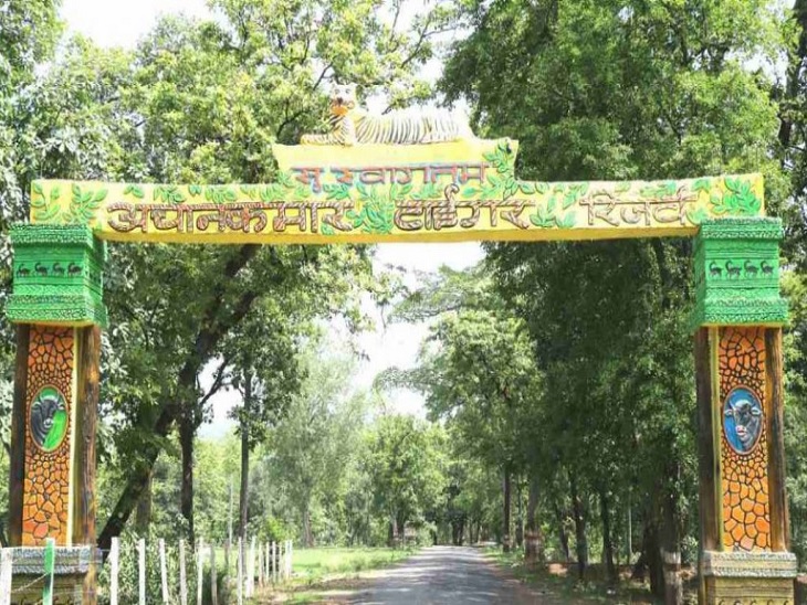 चीतल का शिकार करने की यह घटना अचानकमार रिजर्व एरिया में हुई है