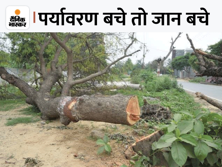 उन्नाव में विकास के नाम पर काटे गए 15 हजार पेड़, सड़क चौड़ीकरण की जद