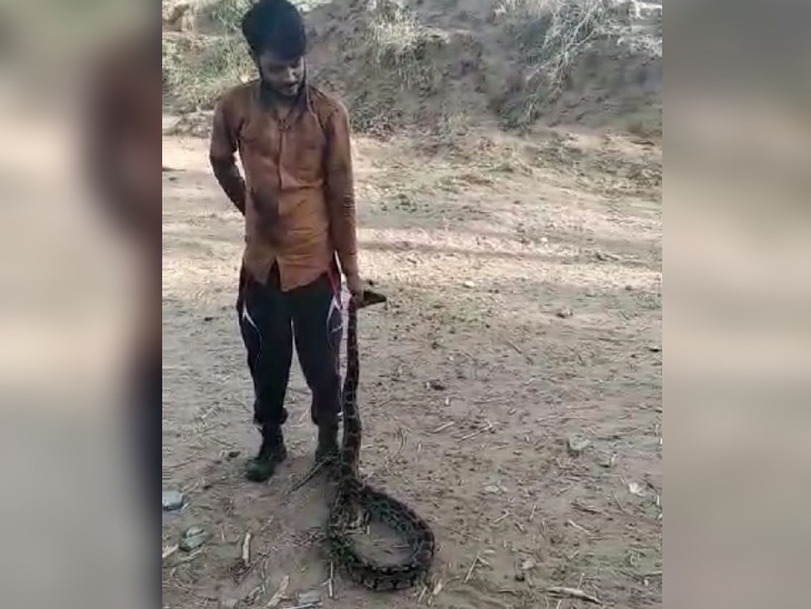 Rescued 12 feet long python from a well in Rajasthan's Pali | सफाई करने ...