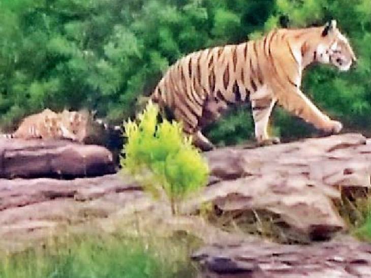 मौसम में ठंडक घुली तो बाघिन शावकों को साथ लेकर पन्ना टाइगर रिजर्व की सैर पर निकली।