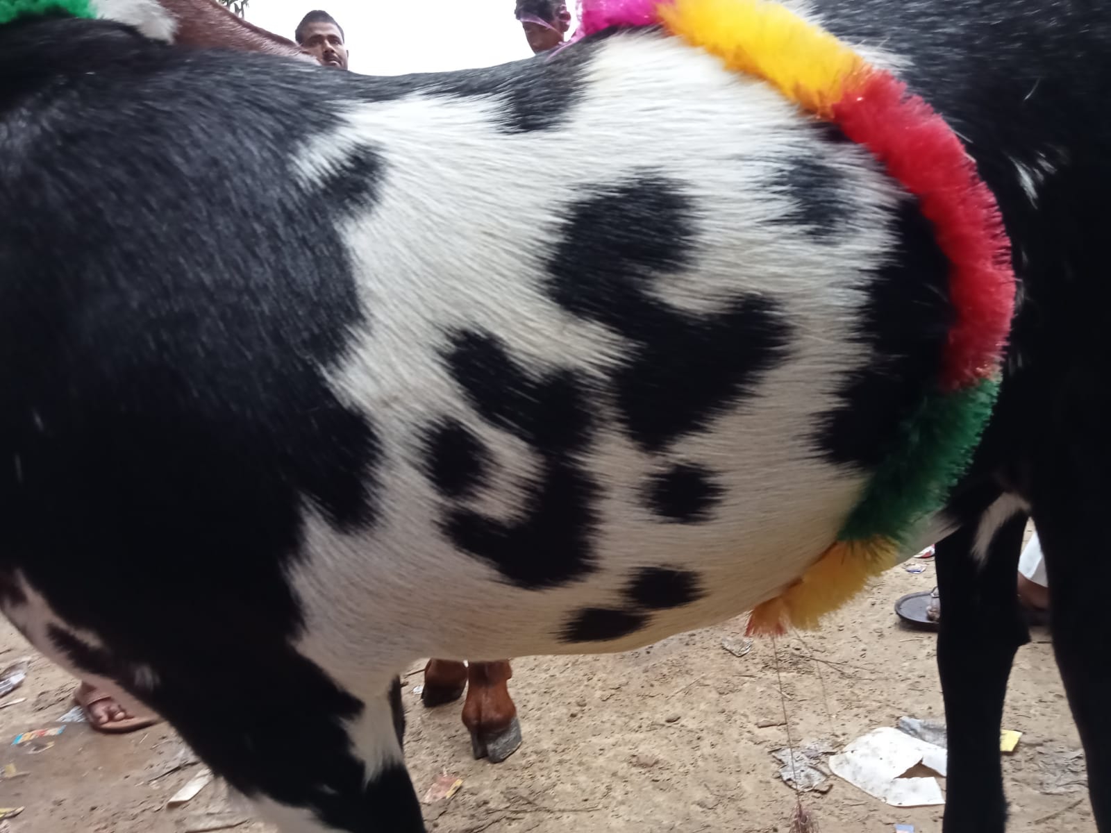 बकरे की पीठ पर लिखा मोहम्मद