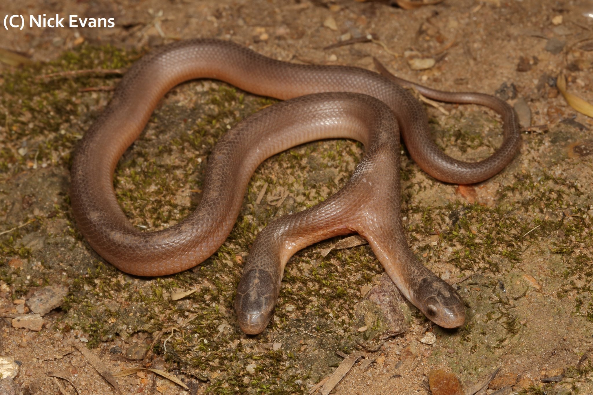 Rare Snake With Two Heads Pictures KZN Amphibian & Reptile