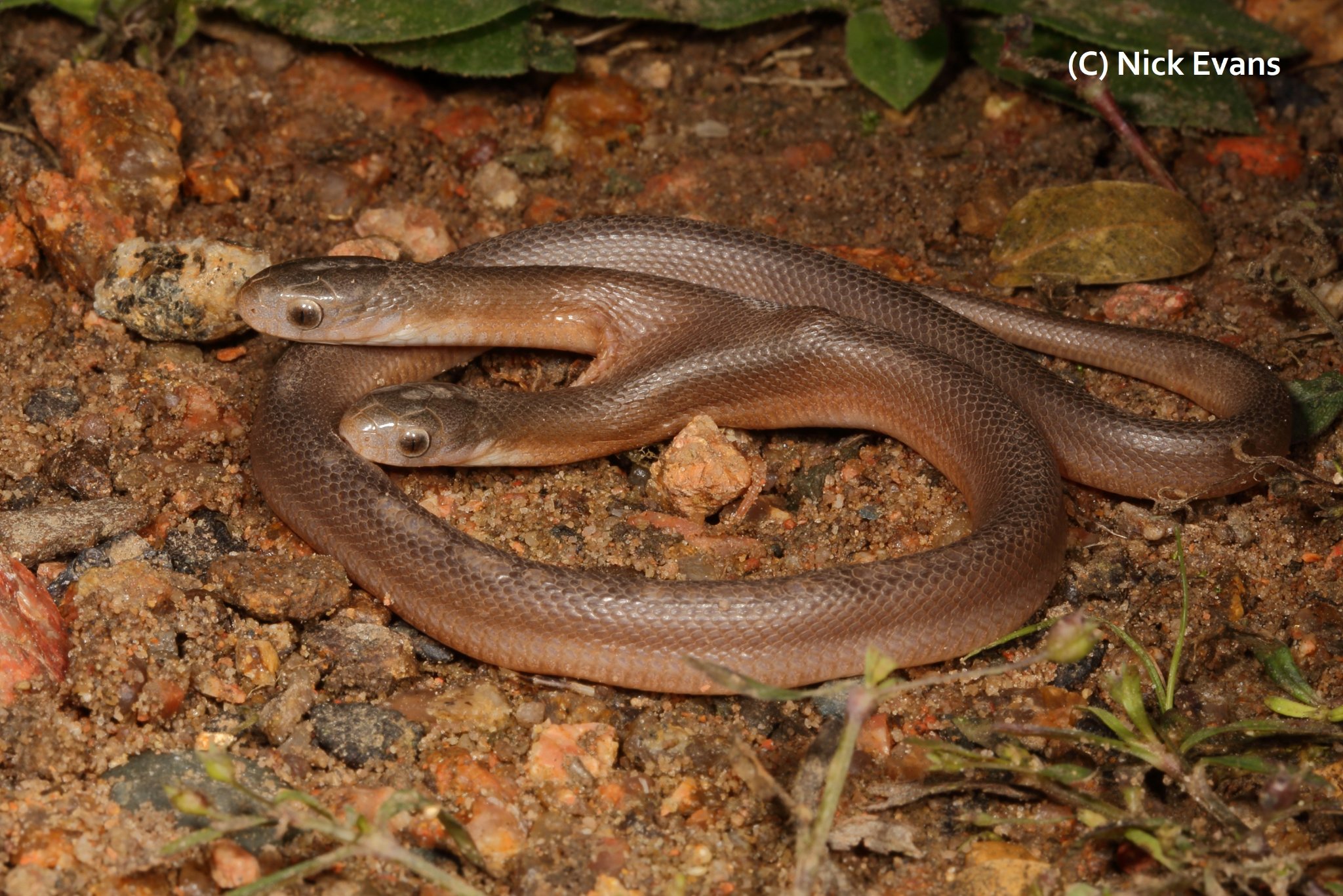 2 Headed Rapter Rare Snake With Two Heads Pictures | KZN Amphibian & Reptile Conservation