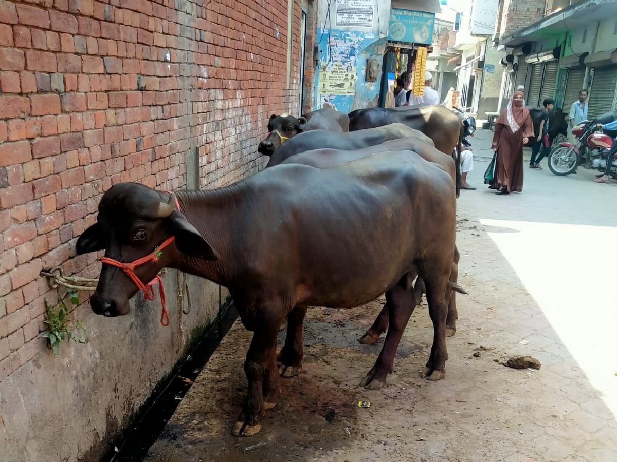 qurbani ka janwar