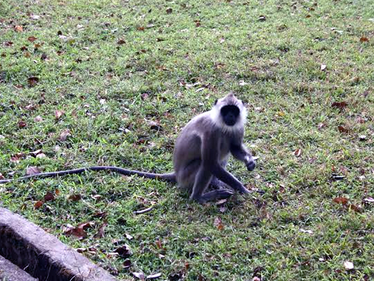 लंगूरों के आतंक और वन विभाग के लापरवाह रवैया आम जनजीवन को प्रभावित करने लगी है।