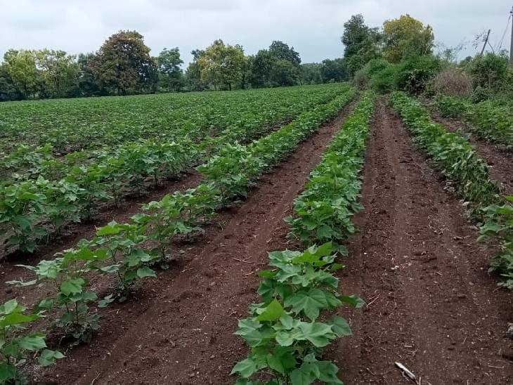 जैविक कपास का भी तेजी से मार्केट बढ़ रहा है।