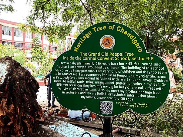 This patrimonial tree of the administration had killed Hirakshi.