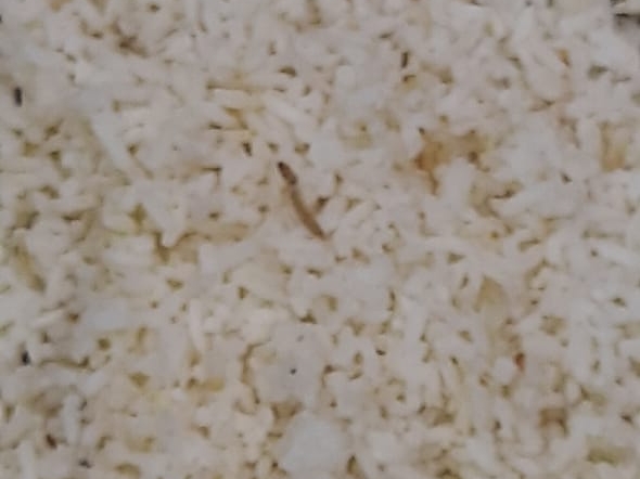 छात्रों और परिजनों ने स्कूल में किया हंगामा, 150 बच्चे रह गए भूखे |  Students and family created ruckus in school, 150 children left hungry -  Dainik Bhaskar