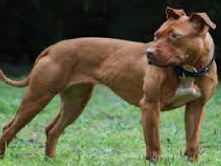 बिहार में खतरनाक डॉग को लेकर नियमों की अनदेखी।