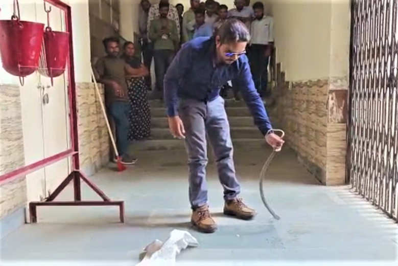 snakes found in rajasthan