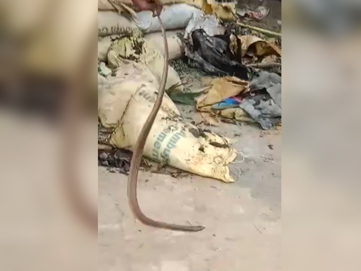 सपेरे की मदद से सांप को पकड़ा गया।