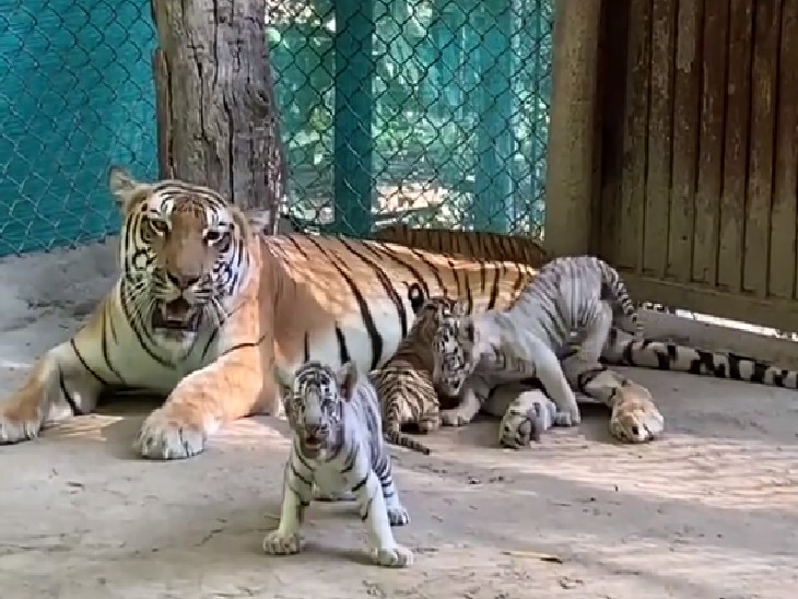 चार शावकों के जन्म के बाद बाघों की कुल संख्या 9 हो गई।