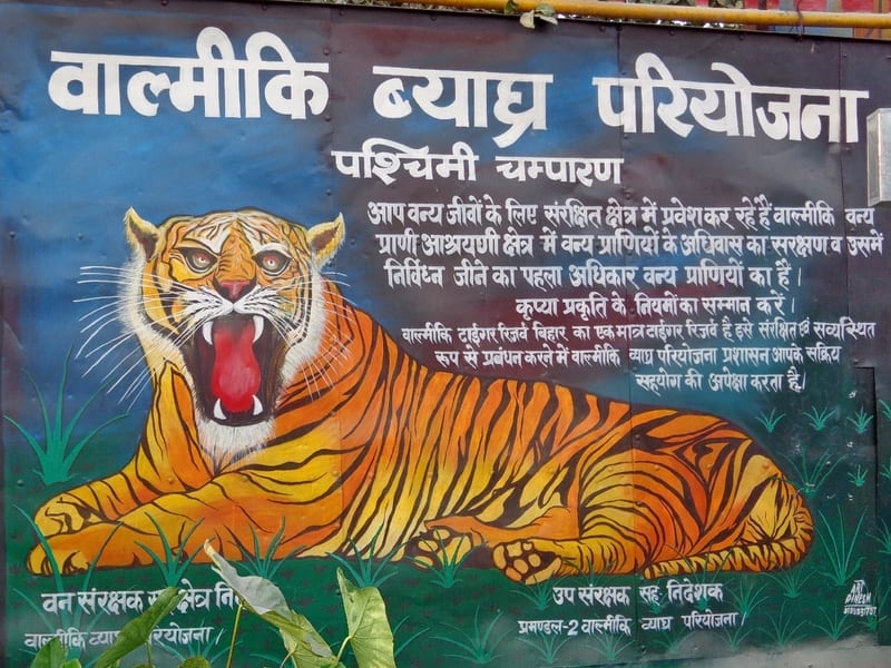 Announcement will be made on the occasion of International Tiger