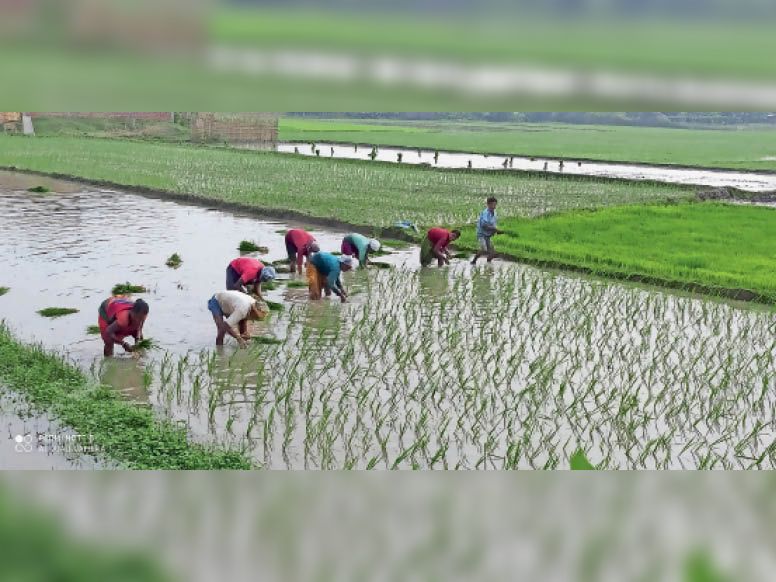 बारिश से किसानों के चेहरे पर खुशी, धनरोपनी में जुटे | Happiness on the face  of farmers due to rain, engaged in planting money - Dainik Bhaskar