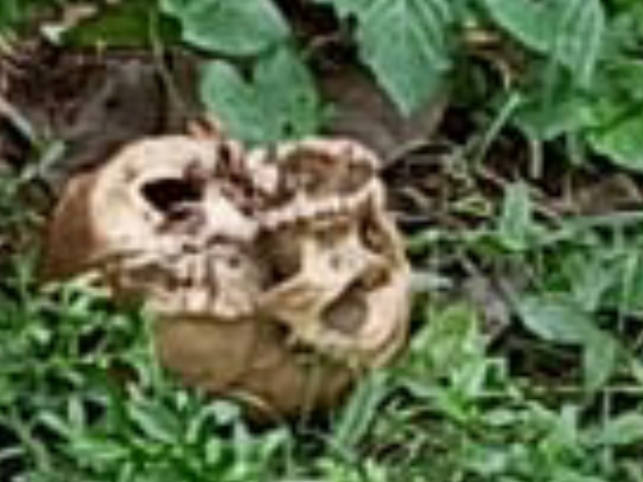 पुलिस का मानना है कि शव इतनी जल्दी नरकंकाल में तब्दील नहीं हो सकता।