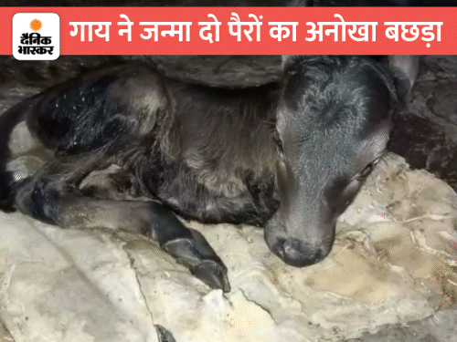 Cow gave birth to a calf, people started watching due to having two ...