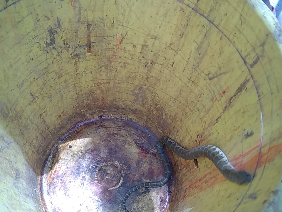 डब्बे में रखा सांप।