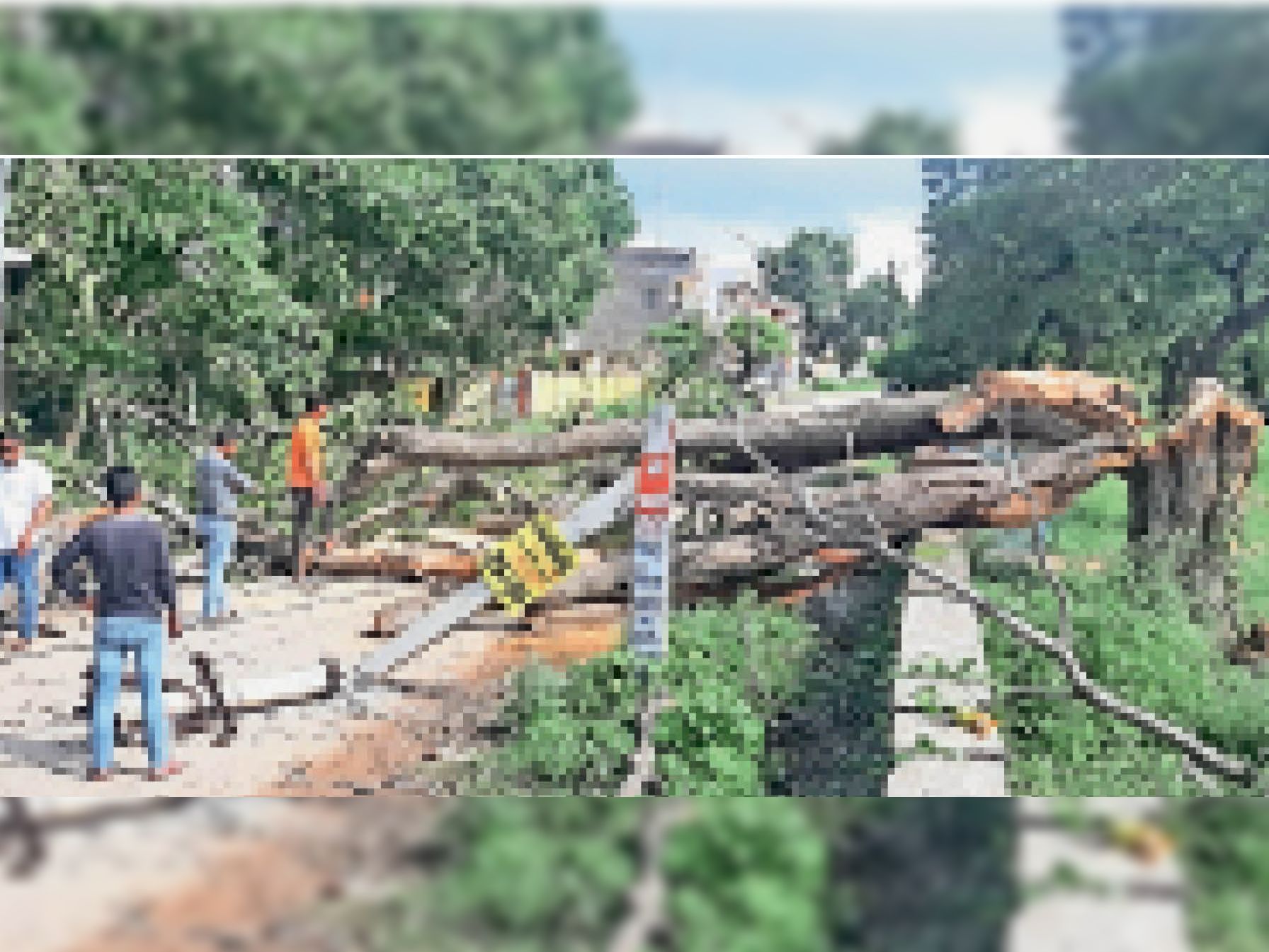 Tree fell on the road due to strong wind and electric pole and wire ...