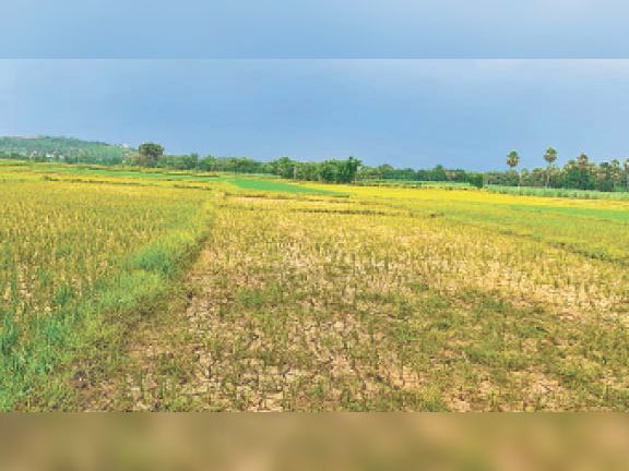 बारिश नहीं होने से सिंचाई के अभाव में पीला पड़ गया धान का बिचड़ा और फसल। - Dainik Bhaskar