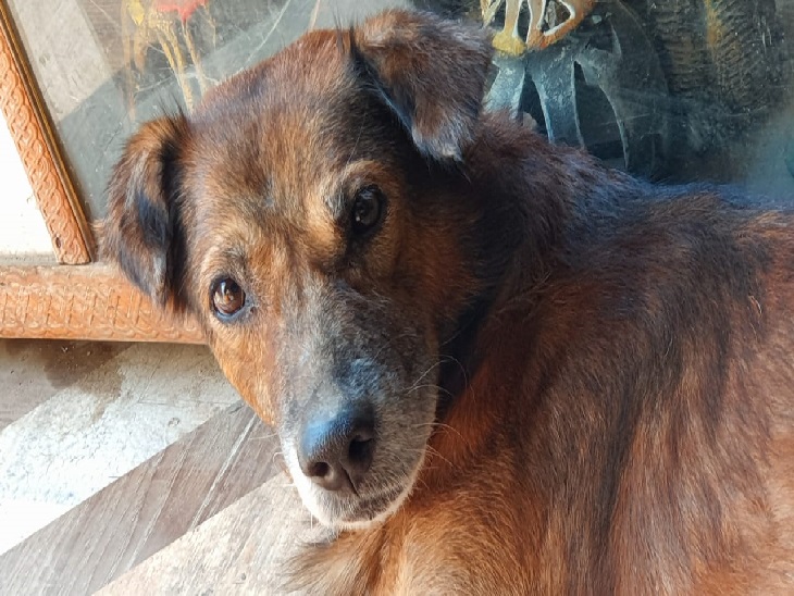 Pet dog killed by poisoning, In Varanasi, the guest house operator gave