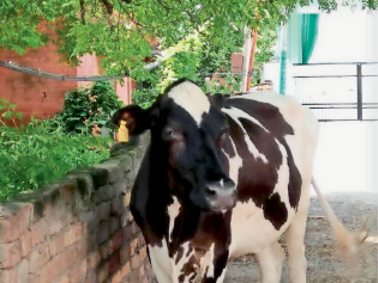 39 animals died in 24 hours due to lumpy skin, sick animals roaming the ...