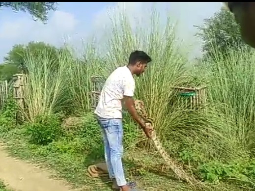 अजगर को वन विभाग की टीम ने रेस्क्यू किया। और फिर झाड़ियों में छोड़ दिया।