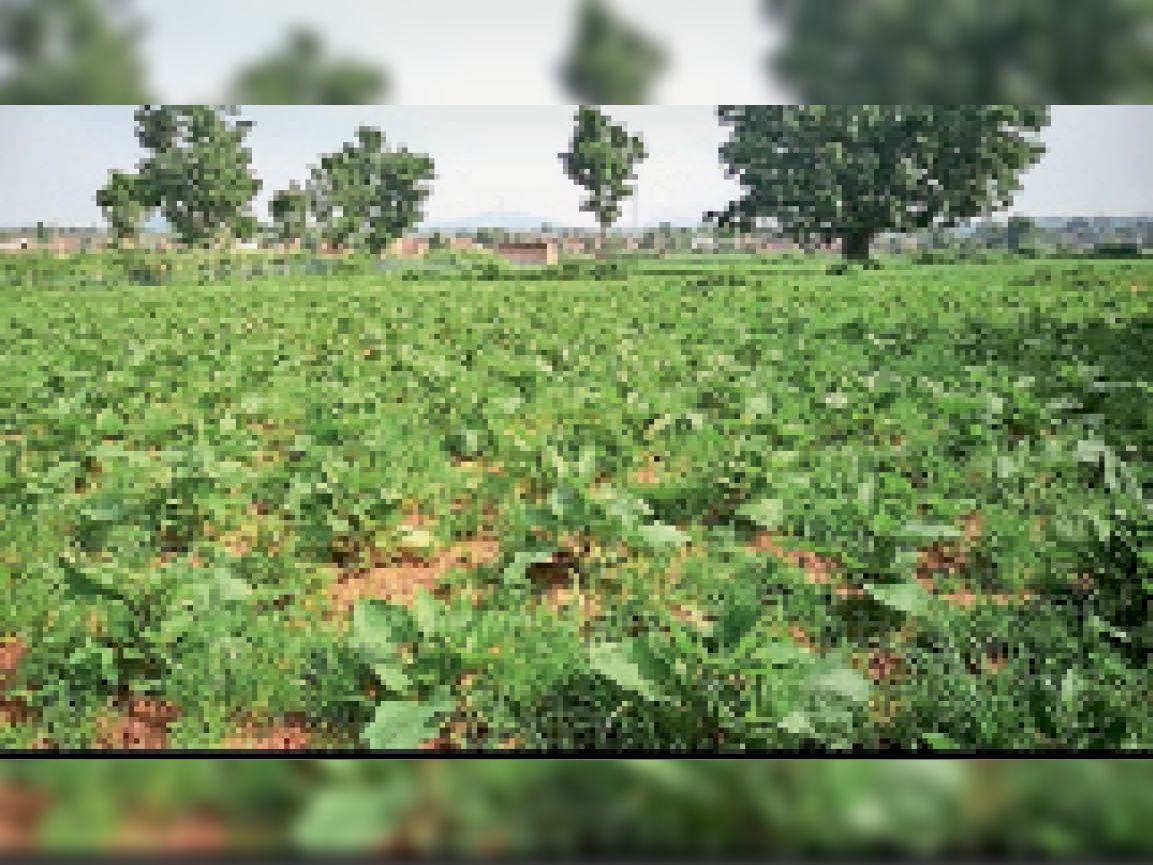 The barren land has been made fertile, vegetable cultivation is