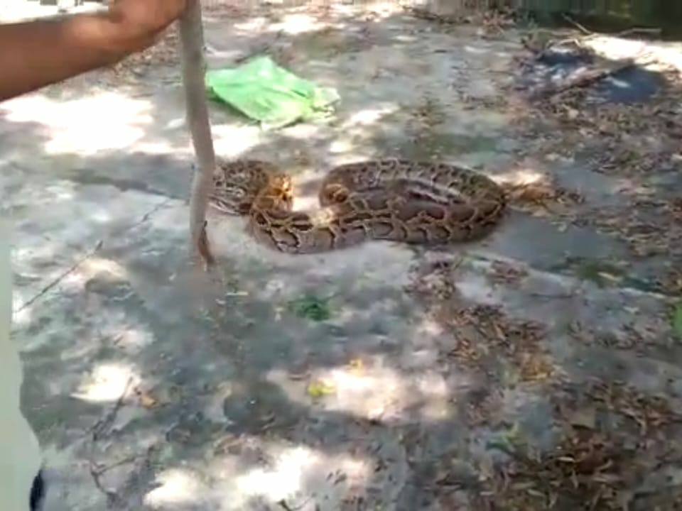 People were shocked to see the 30 KG and 15 feet python, the forest ...