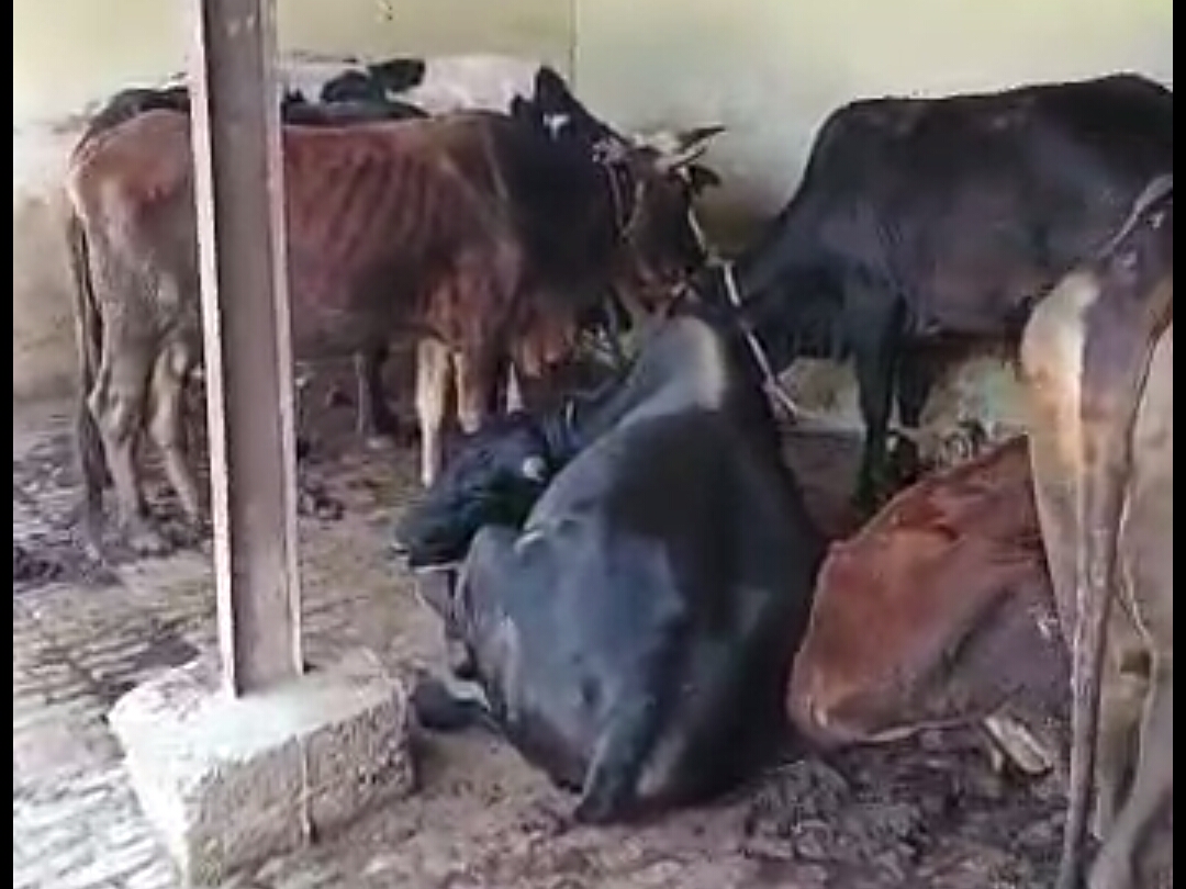 Cows found in excess of capacity at cow shelter, DM alerts about prolonged  virus