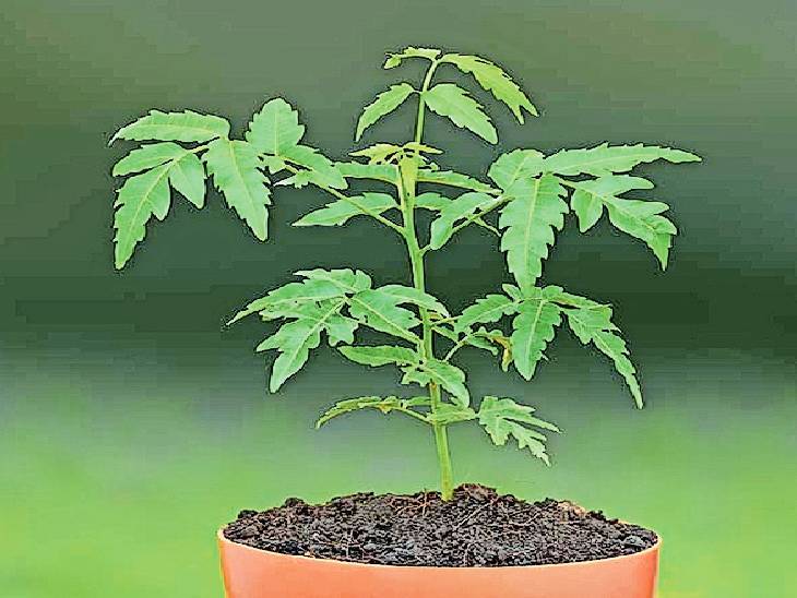 चार माेबाइल वैन के माध्यम से भी दिए जा रहे पौधे। - Dainik Bhaskar