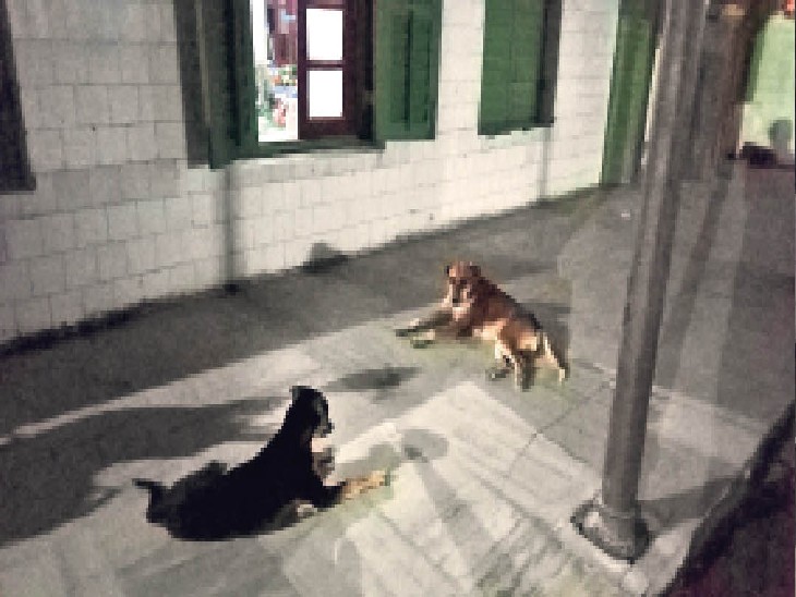 सदर अस्पताल के पुरुष वार्ड के बाहर कुत्तों का जमावड़ा। - Dainik Bhaskar