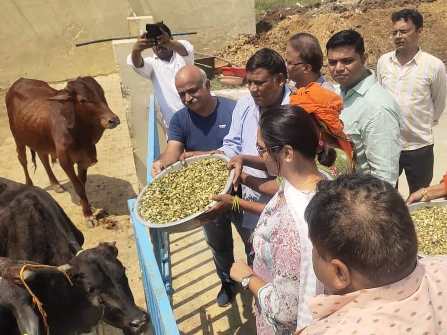 The officers took blessings by feeding cows, jaggerybran and green