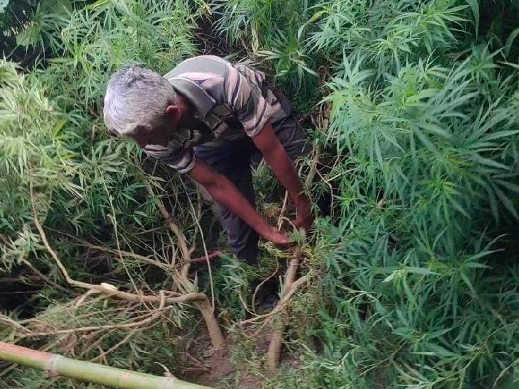 Rewa Tree Two ganja trees growing in front of the house in Rewa seized | रीवा में ...