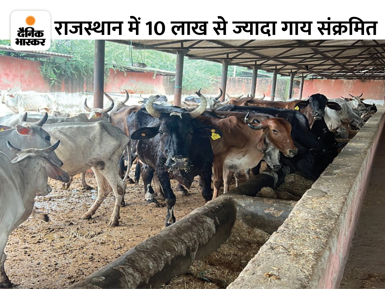 Center asked to increase the vaccine, JodhpurBarmer closed, more than