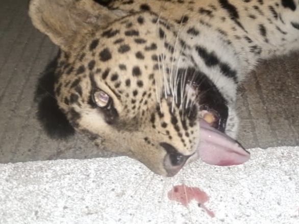Leopard dies due to collision with unknown vehicle, search is on for ...