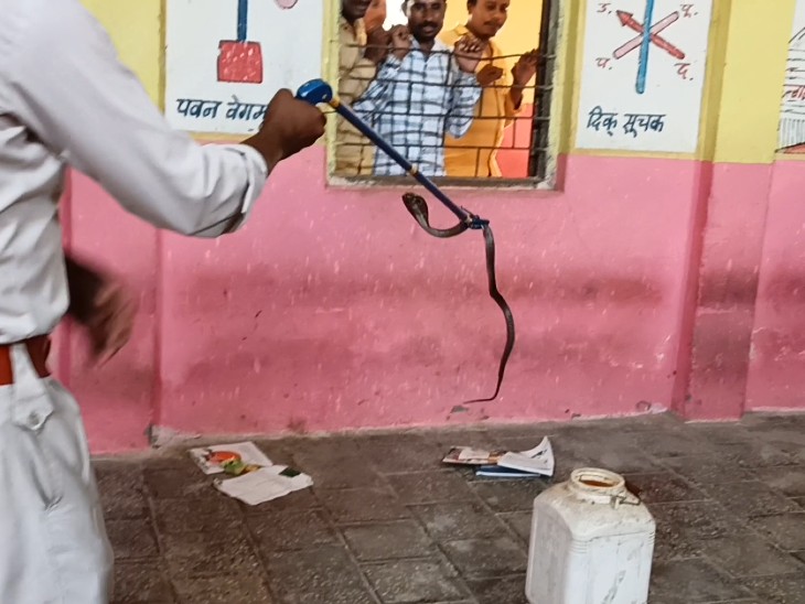 Seeing the snake in the class room, there was a stir in the school ...
