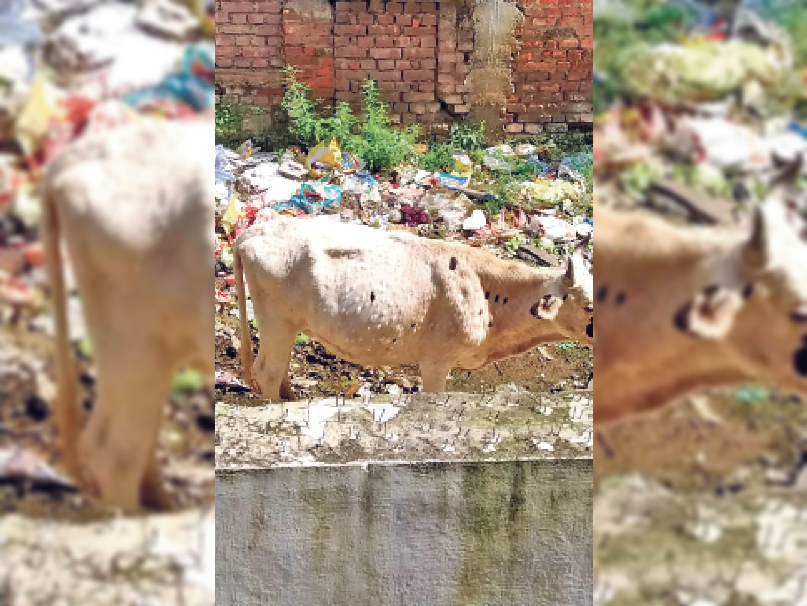 Infected cow seen in Munka Garden Road, department issued helpline