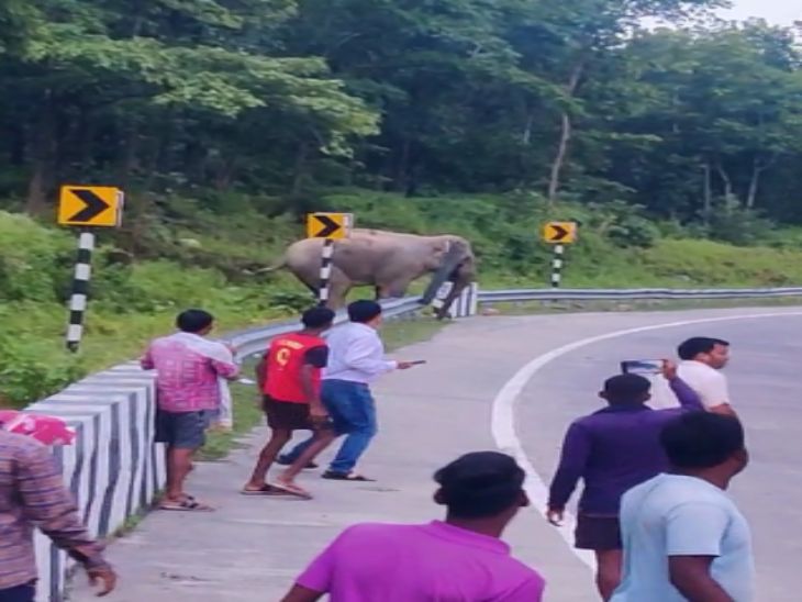 अपने बच्चे के गड्ढे में गिर जाने से लगातार परेशान रही मादा हाथी।