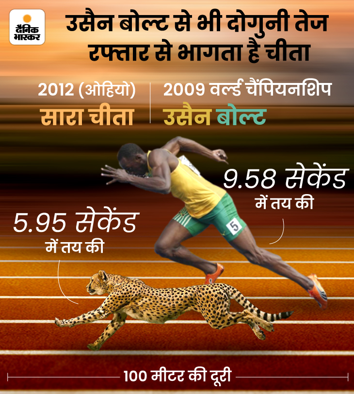 PM Narendra Modi Birthday Interesting Facts About African Cheetah MP