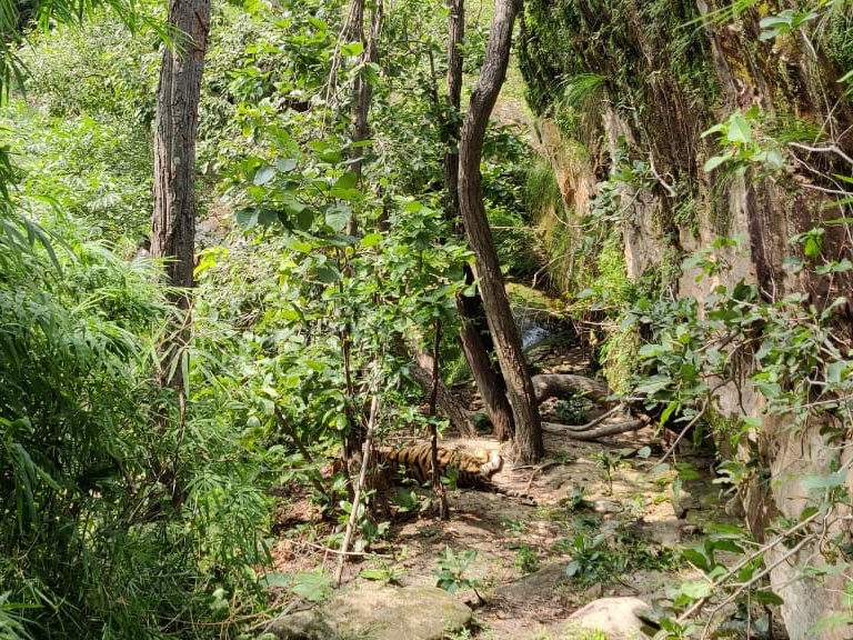 जंगल में पड़ा मिला बाघिन का शव
