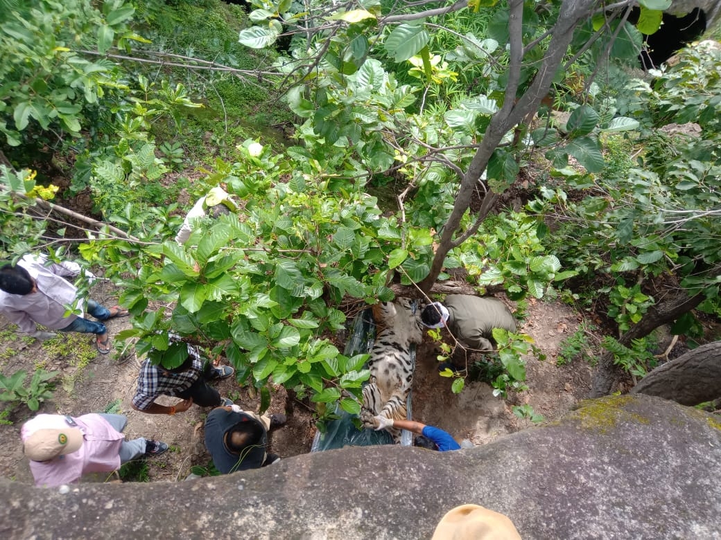 बाघिन के शव को उठाते हुए अधिकारी