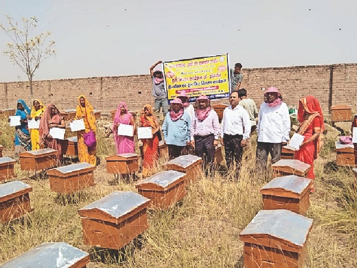 Mustard crop will now produce honey, will be sold till Kashmir, 300