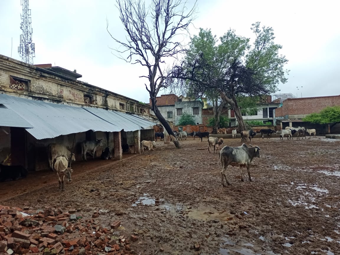 Death of cow due to dirt and disease in Bidhuna The contractor took ...