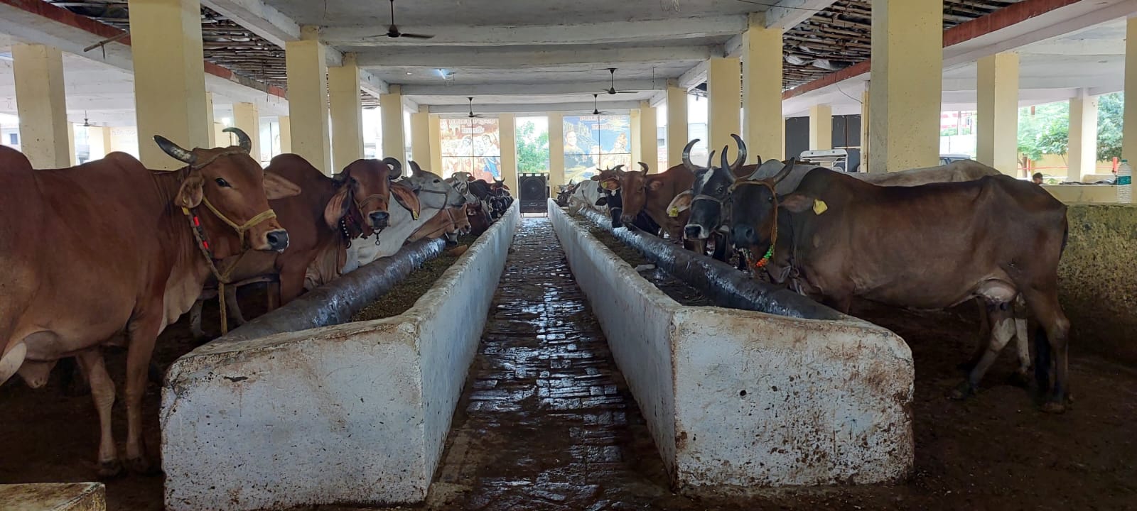 Iso the cows after getting the lumpy virus spread | मथुरा में लंपी ...