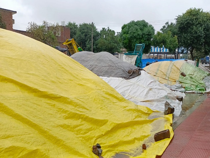 Tarpaulin on paddy lying in the open in the market.